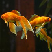 Goldfish goldfish