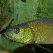 Tench tench