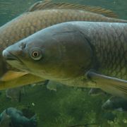 Grass Carp grass_carp