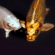 Koi Carp koi_carp
