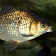 Common Carp carp