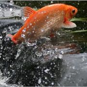 Golden Orfe golden_orfe