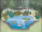 pond depth